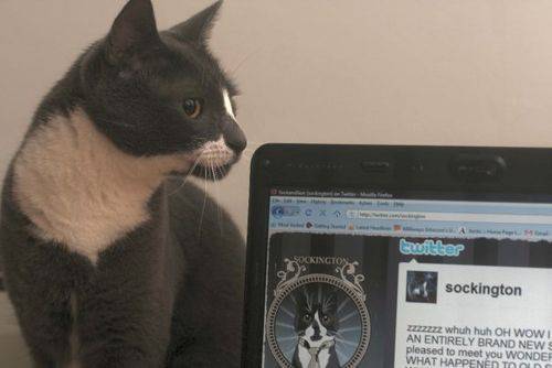 Най-популярните животни в социалните мрежи (Инфографика)