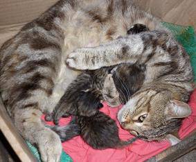 Етапи в развитието на малките котета