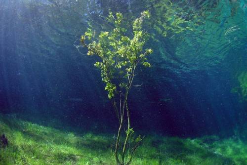 Край бреговете на Алабама откриха подводна гора