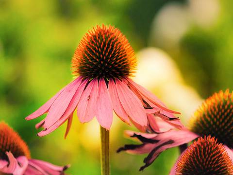 Билки за добро функциониране на щитовидната жлеза