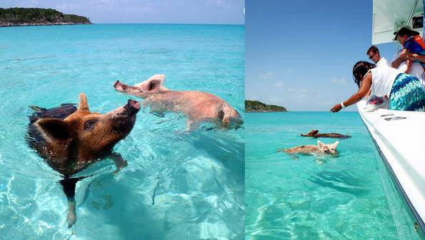 Островът на плуващите прасета