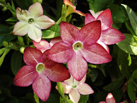 Декоративен тютюн