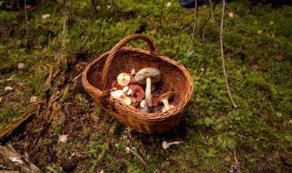 100 лв. на ден с бране на гъби