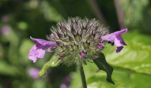 Котешка стъпка