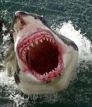 Акула разкъса на две 15-годишна плувкиня до остров в Индийския океан