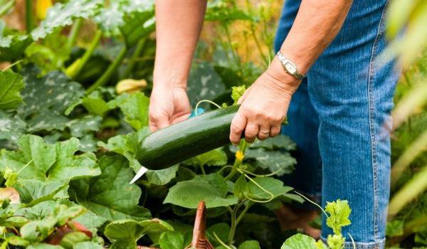 Отглеждане на тиквички