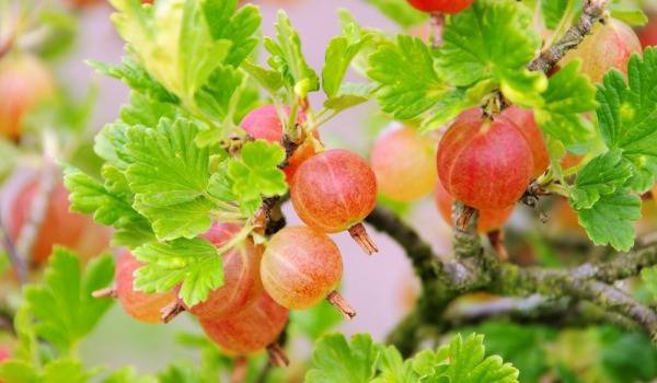 Цариградско грозде