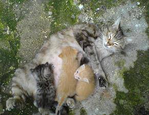 Защо някои котки изоставят малките си?