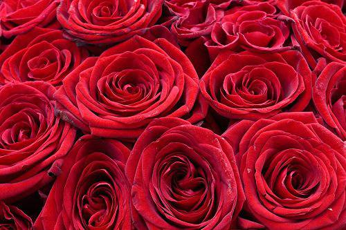 Виц: Сто рози