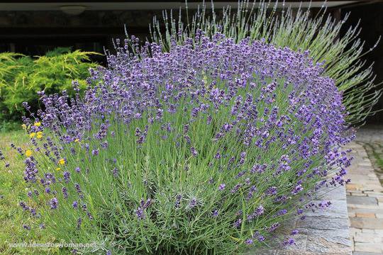 ИДЕИ ЗА ЖЕНИТЕ… и не само