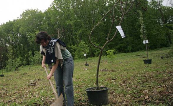 Знаете ли къде е най-старото дърво в София?