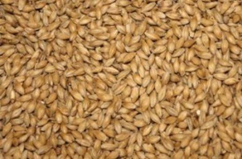 Изкупните цени на пшеницата продължават да падат