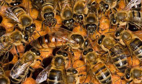 Масов мор сред пчелите в Свищов