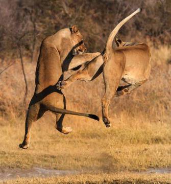 Котките-нинджи: Лъвове използват Кунг Фу хватки, за да демонстрират сила (СНИМКИ)