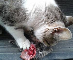 Защо някои котки изяждат малките си?