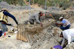 Палеонтолози откриха напълно запазена опашка на динозавър