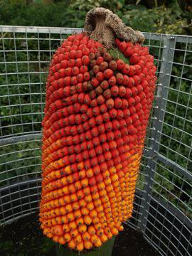 Цъфна най-вонящото цвете в света