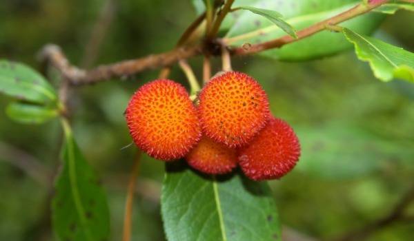 Ягодово дърво