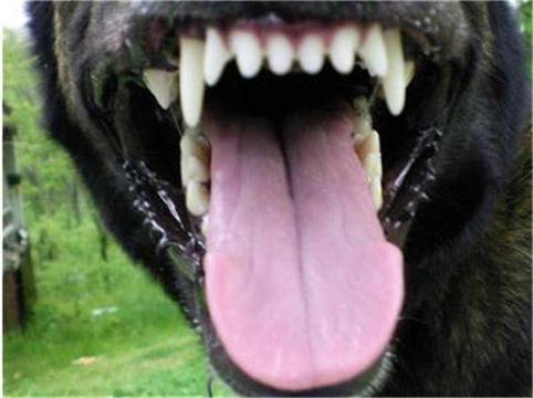 Питбул отпаха устата на стопанина си