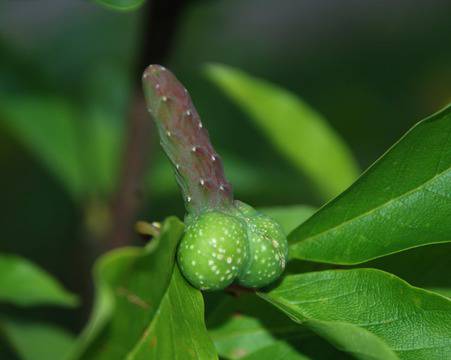 Перверзни плодове и зеленчуци (18+) (СНИМКИ)