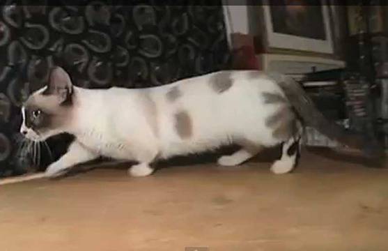 Най-малката котка в света