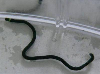 Откриха 30 см червей в чешмяна вода