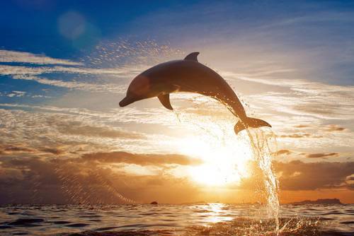 Делфините помнят десетки години