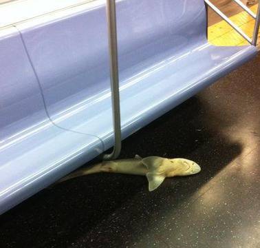 Акула в метрото на Ню Йорк (снимки)