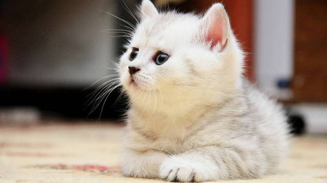 10 любопитни факта за котките