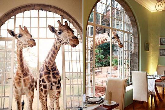 Три хотела за Златната рибка