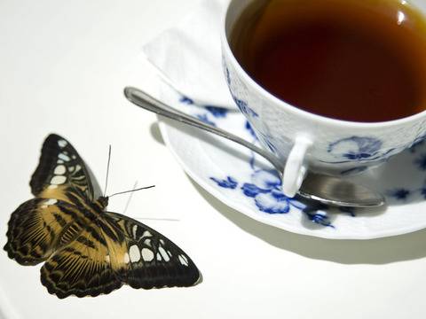 4 билки, които помагат при хемороиди