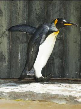 Най-възрастният пингвин в света стана на 36 години