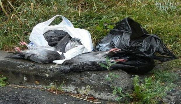 Московчани алармират: Гълъбите се държат като зомби