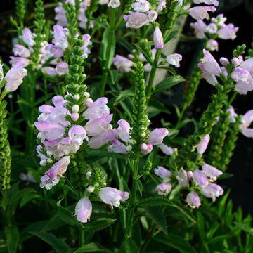 Физостегия