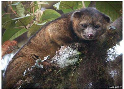 Откриха нов вид хищен бозайник за първи път от 35 години