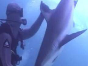 Как се хипнотизира акула?
