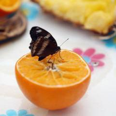 Соковите диети стават все по-популярни