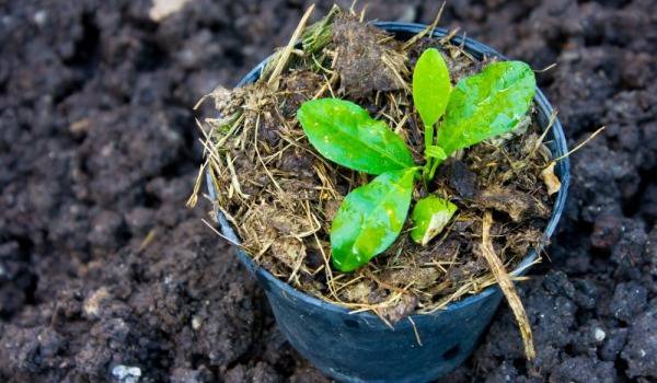 Да си отгледаме авокадо в саксия