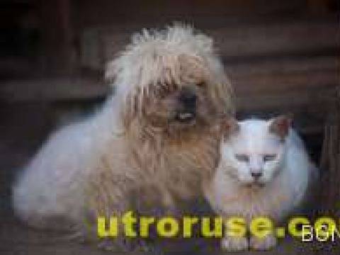 Куче дари кръв на котка