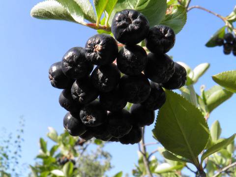 Лечебните свойства на аронията