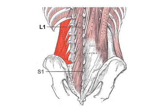 Квадратен поясен мускул