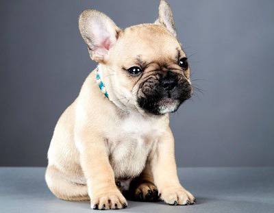 Крилати фрази, свързани с кучета