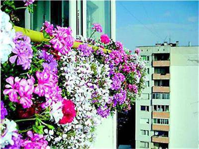 Висящо мушкато или сакъзче