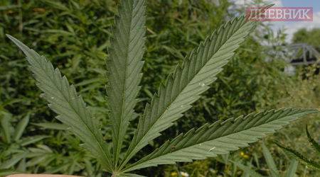 Фабрика за марихуана е разкрита в пазарджишкото село Мало Конаре