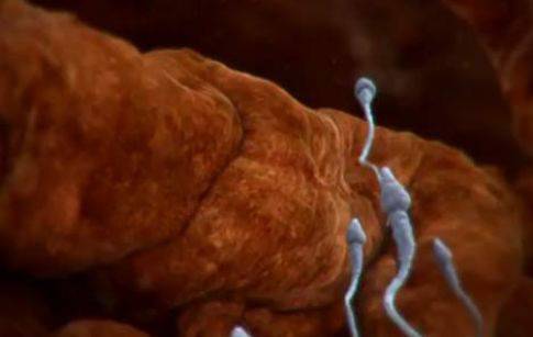 Жените стават донори на сперма