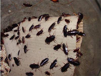 1 милион хлебарки избягаха от ферма в Китай