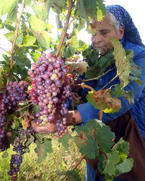 Как да си направим качествено вино в домашни условия