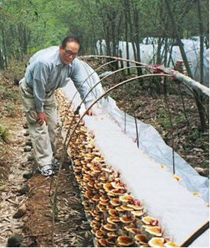 Reishi (Рейши) – азиатската гъба-чудо – LR Алое Вера