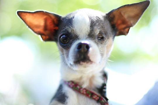 Най-грозните кучета в света