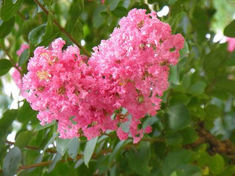 Индийски люляк за заклети романтички